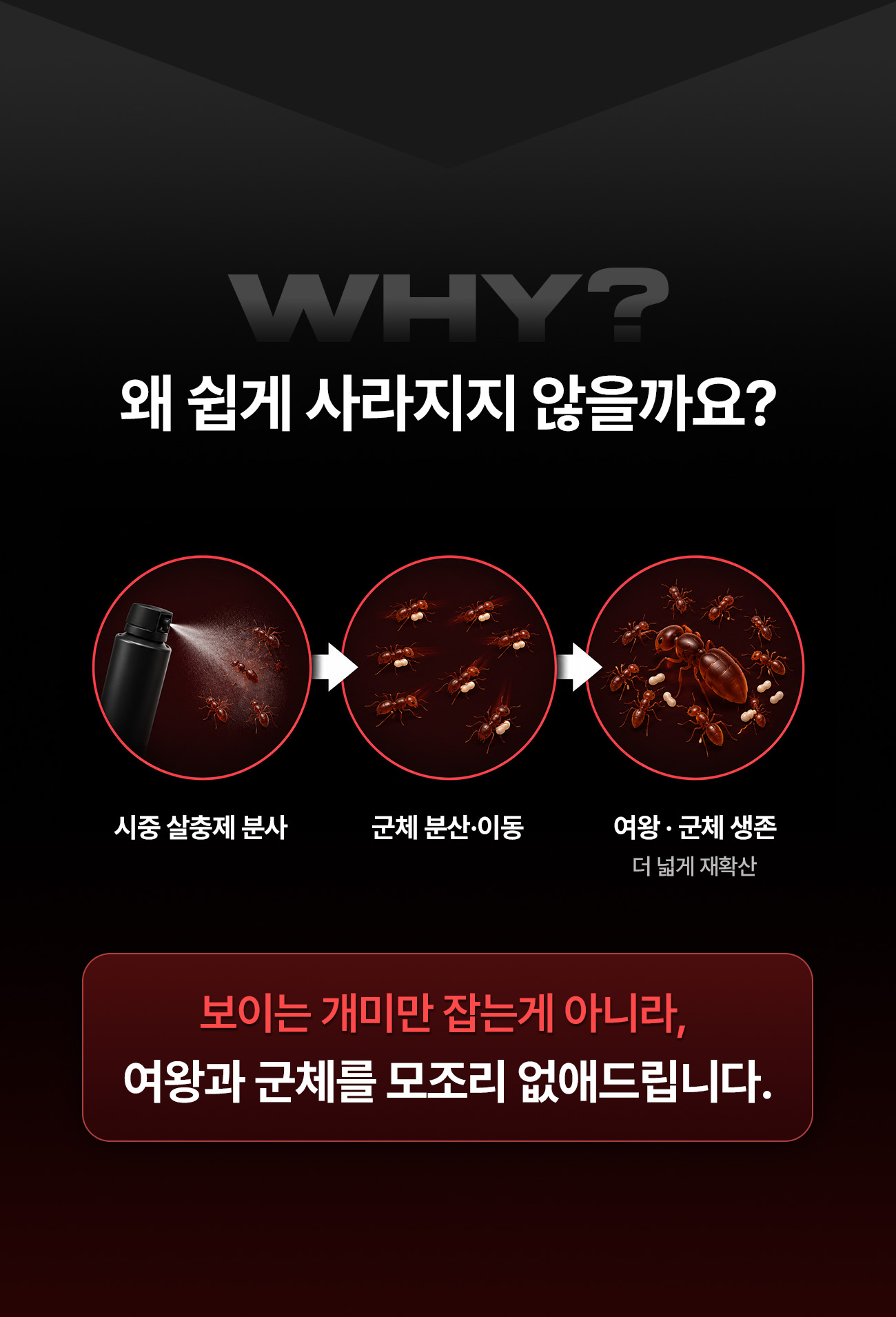 개미가 쉽게 사라지지 않는 이유 - 시중 살충제 분사, 군체 분산·이동, 여왕·군체 생존 후 더 넓게 재확산. 보이는 개미만이 아니라 여왕과 군체를 모조리 없애드립니다