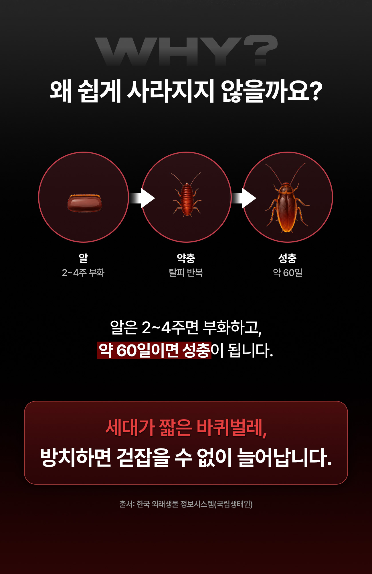 바퀴벌레가 쉽게 사라지지 않는 이유 - 알은 2~4주면 부화하고 약충은 탈피를 반복해 약 60일이면 성충이 됩니다. 세대가 짧아 방치하면 늘어납니다
